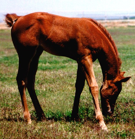 red chestnut foal