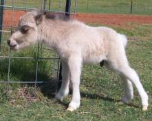 Lauralees Troublz Little Side Car buckskin foal