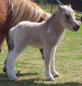 buckskin foal side car