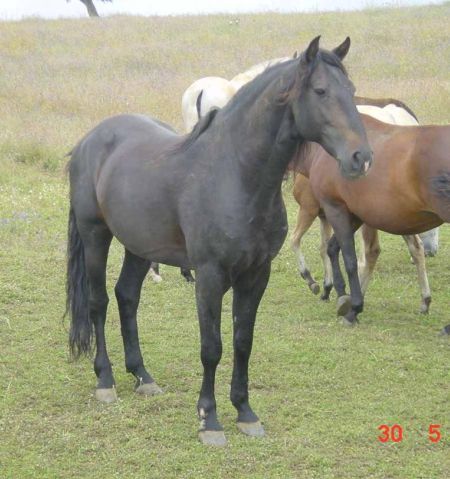 Lusitano pearl horse Tesouro II