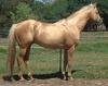 Tintaras Callisto - Australian Stock Horse stallion