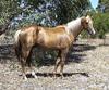 Tintaras Jumala - Australian Stock Horse stallion
