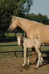 Double R American Quarter Horse  Ranch Mares and Foals