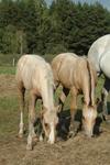 Double R American Quarter Horse  Ranch Mares and Foals