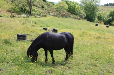 resting after a jumping lesson in the bottom field