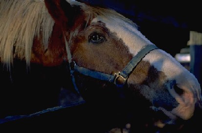 sabino face showing typical broad blaze and chin-spot