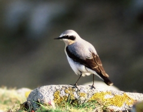 there are wheatears on the common...