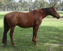 liver chestnut horse