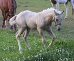 cremello foal Beaux