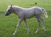 cremello foal Beaux