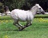 Brok - a gra stallion