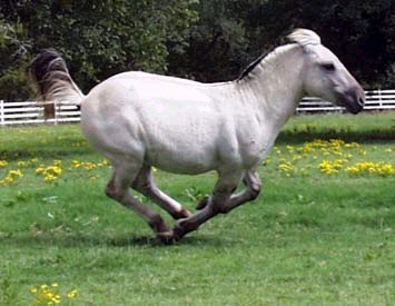 Gra Fjord stallion Brok