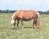 light chestnut miniature mare