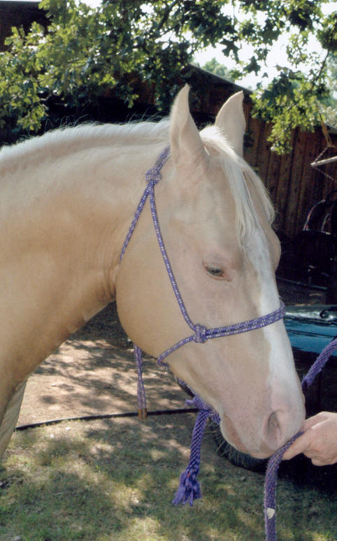 gold champagne quarter horse