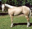 gold champagne quarter horse