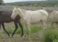 Clara, a Lusitano cream pearl mare with a bay base coat