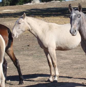  lusitano pearl mare clarice