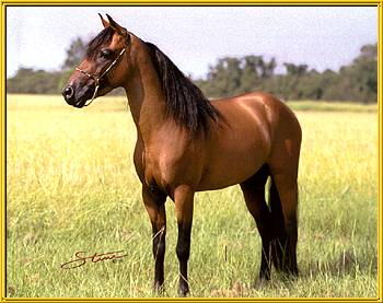 Caspian stallion Da Dan