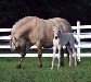 Dina and foal Nova - both brunblakk