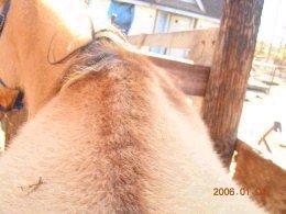 Dusty's dorsal stripe