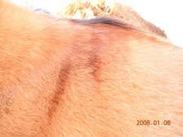Dusty's wither marks