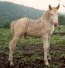 FG Luna is kvit - the rarest color of Norwegian Fjord horses