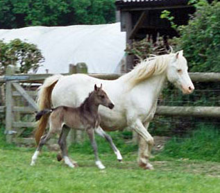 Forlan Welsh Cream and foal Floreat Bourbon Cream