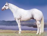 Dominant White Quarter Horse Stallion GQ Santana