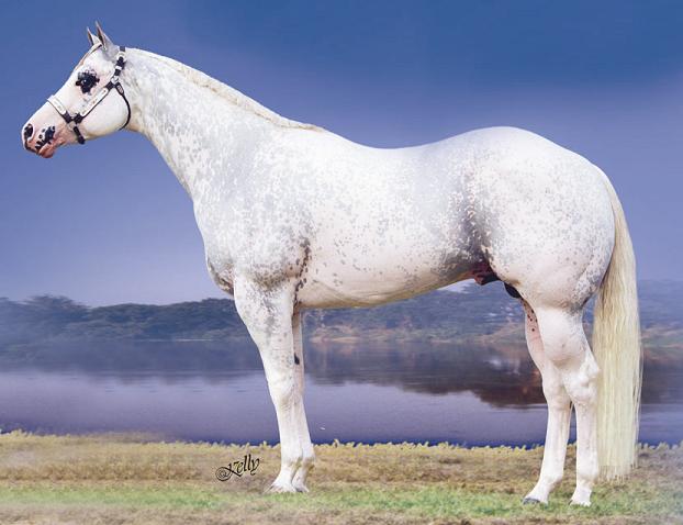 GQ Santana is the founder dominant white American Quarter Horse