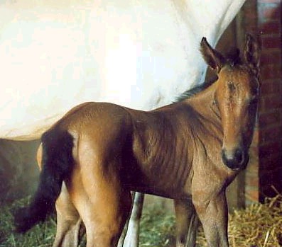 Olga as a foal - she turned gray later