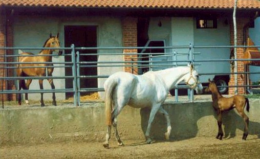 Olga with her dam Olimpia and her sire Muzar