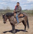 Grullo Quarter Horse Stallion Hollywood's Blue King
