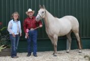 A Classic Champagne Quarter Horse Mare