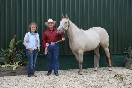 Misty, a classic champagne American Quarter Horse mare