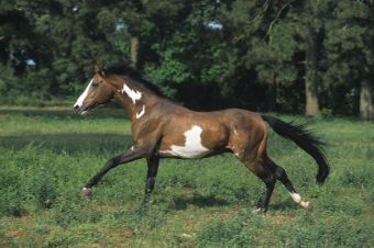 Nite Spot is a rare bay frame overo 16.1 hh Thoroughbred stallion.