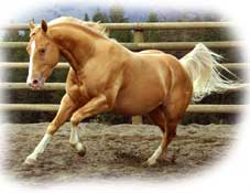 gold champagne quarter horse