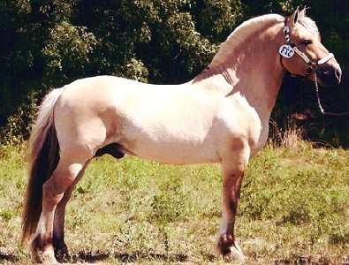 Skyview Henry Uls dun Norwegian Fjord Horse stallion