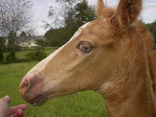 champagne colt Sunny, still with blue eyes