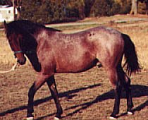 Taos SMR 2222 is a bay roan Cerbat stallion.