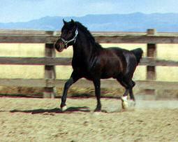 Teotihuacan is a seal brown Cerbat Mustang stallion