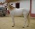 Tirol, a stallion homozygous for both pearl and grey on a black base