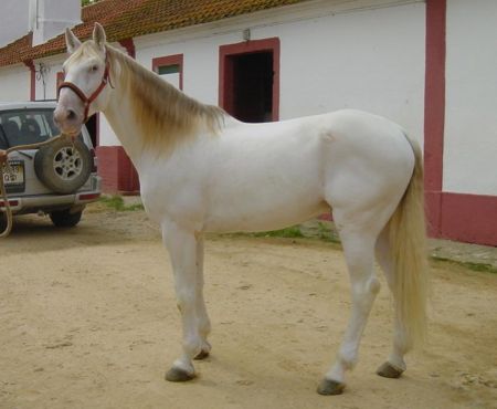 pearl Lusitano horse Tirol