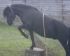 Glynis' Roseashes Trew - lovely Dartmoor pony