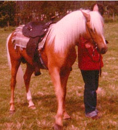 Gold palomino with white mane and tail.