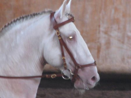 Pearl horse Xuxu