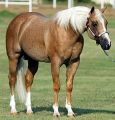 Yellow Roan Of Texas is Palomino Roan