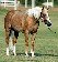 Yellow Roan of Texas