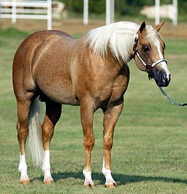 Yellow Roan of Texas 