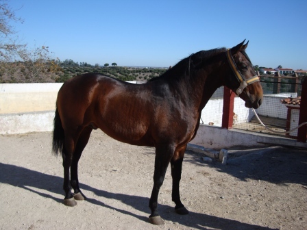 heterozygous pearl bay horse Zumbido