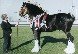 Alfie - black sabino Shire horse